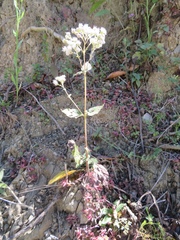 Ageratina havanensis