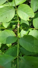 Fraxinus quadrangulata