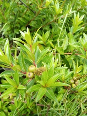 Stillingia zelayensis