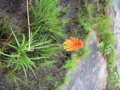 Kniphofia coddiana