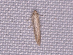 Haplochrois bipunctella