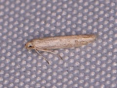 Haplochrois bipunctella