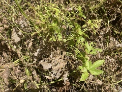 Humulus lupulus neomexicanus