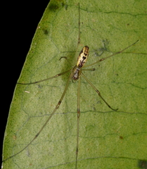 Tetragnatha hawaiensis