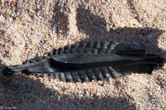 Callorhinchus capensis