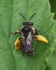 Macropis