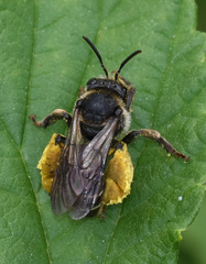 Macropis