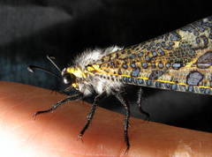 Palpares speciosus