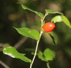 Dovyalis rhamnoides