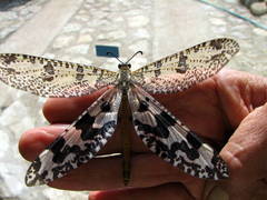 Palpares speciosus