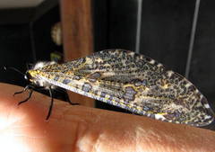 Palpares speciosus