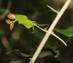 Dovyalis rhamnoides