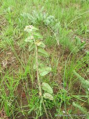 Asclepias albens
