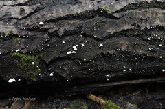 Panellus mitis