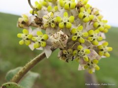 Asclepias albens
