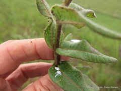 Asclepias albens