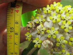 Asclepias albens
