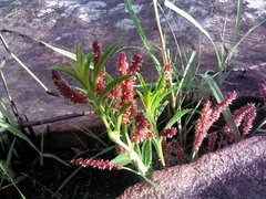 Acalypha punctata punctata