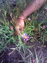 Afroaster serrulatus