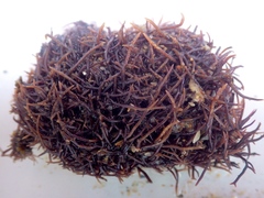 Chondracanthus acicularis