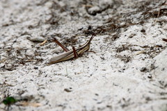 Mermiria intertexta