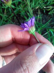 Afroaster serrulatus
