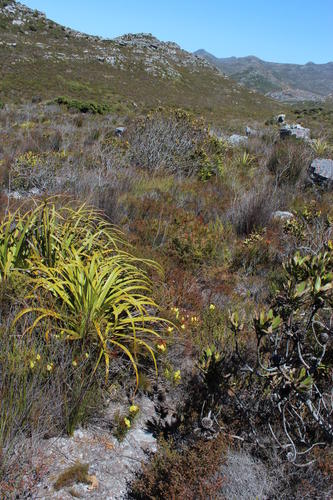 Channel-leaf featherbush (Aulax cancellata)