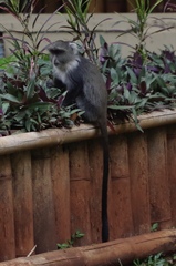 Cercopithecus mitis kolbi