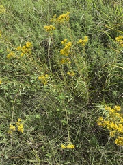 Solidago nitida