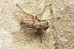Phaonia fuscata