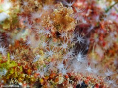 Canarya canariensis