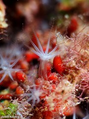 Canarya canariensis