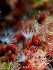 Canarya canariensis