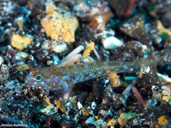 Vanneaugobius canariensis