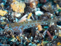 Vanneaugobius canariensis