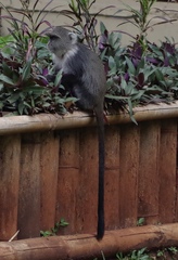 Cercopithecus mitis kolbi