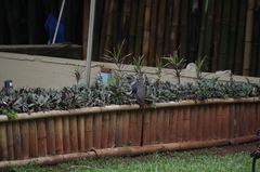 Cercopithecus mitis kolbi