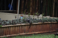 Cercopithecus mitis kolbi