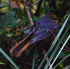 Cossypha dichroa dichroa