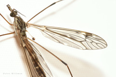Tipula confusa