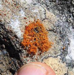 Teloschistes inflatus