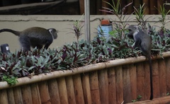 Cercopithecus mitis kolbi