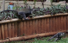 Cercopithecus mitis kolbi