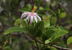 Grewia occidentalis occidentalis