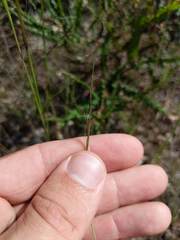 Aristida basiramea