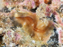 Enchiridium magec