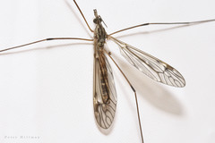 Tipula confusa