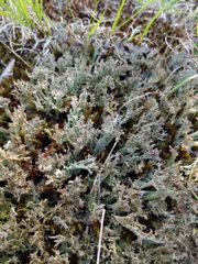 Cladonia multiformis