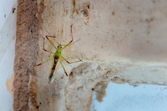 Atopozelus