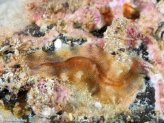 Enchiridium magec
